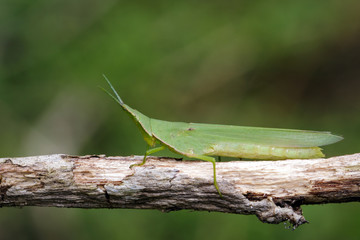 Image of Mediterranean Slant-faced Grasshopper (Acrida ungarica) on a brown branch. Insect. Animal