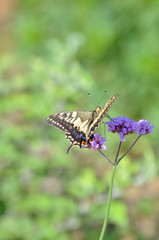 アゲハチョウと三尺バーベナ