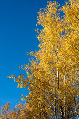 Fototapeta na wymiar Yellow leaves against blue sky