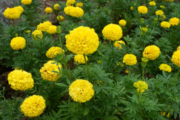 Yellow Marigold flowers in garden.