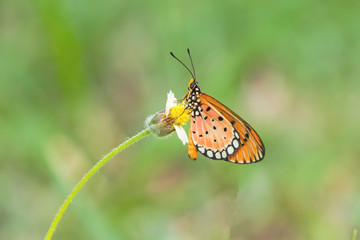 Close up beautiful Butterfly  (Tawny Coster, Acraea violae) and white grass flower