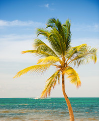 Palm tree on the background of the sea and sky