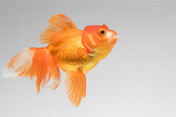Goldfish isolate on a gray background