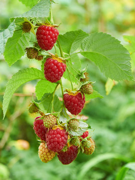 Branch of raspberry with red ripe berries