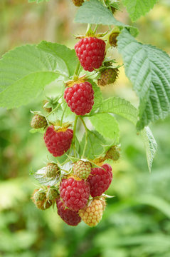 Branch of raspberry with red ripe berries