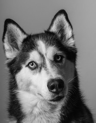 Husky
