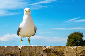 Seagull portrait against a blue sky