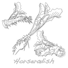Horseradish illustration on white background.