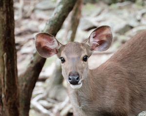 close up head of deer