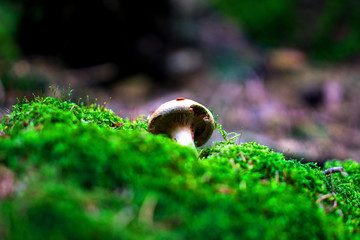 Pilz moos