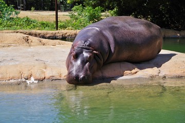 水辺で休むカバ