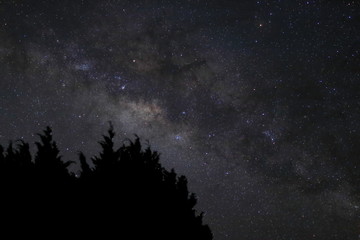 Silhouette bush on beautiful milky way on night sky background.