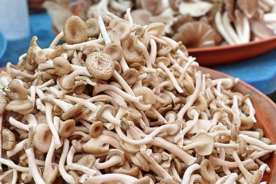 fresh mushrooms at market