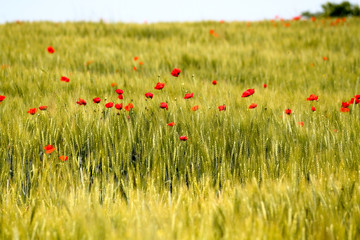 Red poppy flower in green wheat field. Wheat spikes and beautiful blossoming poppie