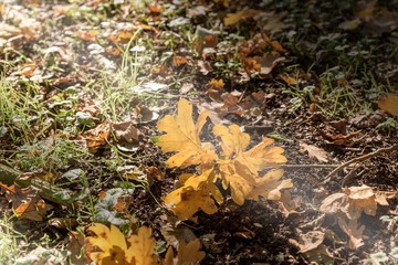 Herbst, Blatt auf dem Boden