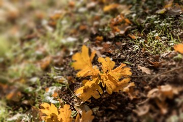Herbst, Blatt auf dem Boden