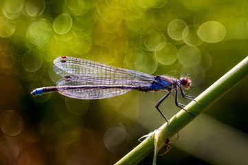 dragonfly