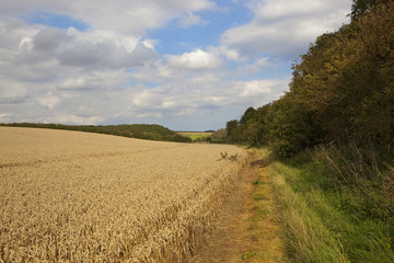 wheat and woodland