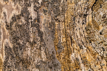 Tree texture