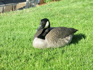 Lazy Canadian Goose