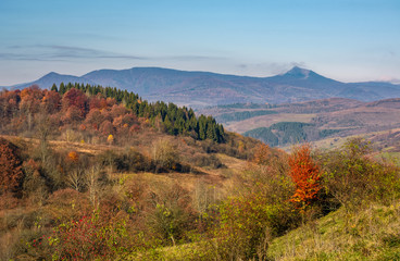 autumn forest on hill in high mountains. beautiful nature scenery with high peak in a distance