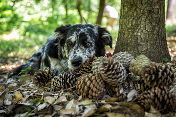 Mischlings - Hund im Wald mit Pinienzapfen