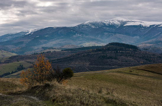 rolling hill with mountain ridge in late autumn. beautiful scenery with snowy tops of high mountain ridge in a distance