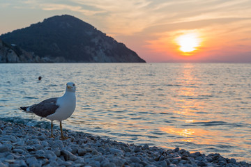Möwe am Strand von Elba zum Sonnenuntergang
