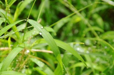 water drop on grass leaf on morning
