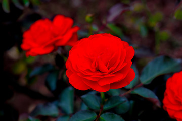 rose