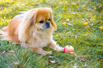 Light red little dog on a countryside walking near garden or field. Pretty mature pekingese on a nature