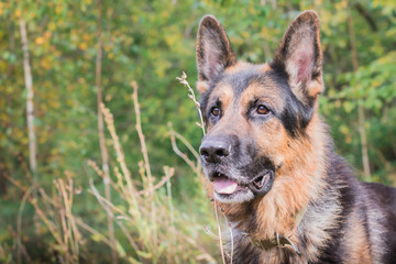 German shepherd dog in sunny autumn