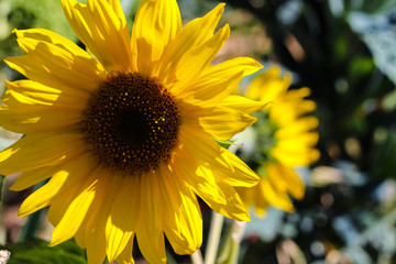 Fototapeta premium Garden Sunflower