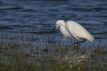 Aigrette garzette (Egretta garzetta - Little Egret) à la pêche
