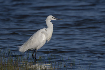 Aigrette garzette (Egretta garzetta - Little Egret) à la pêche