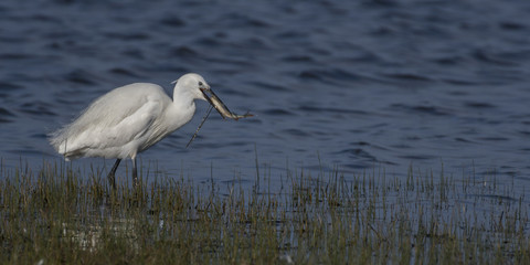 Aigrette garzette (Egretta garzetta - Little Egret) à la pêche