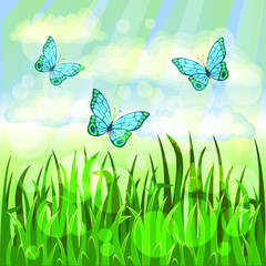 nature summer day in the field