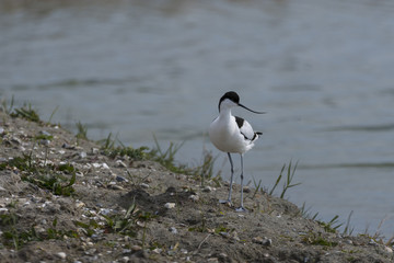 Avocette élégante - Recurvirostra avosetta - Pied Avocet