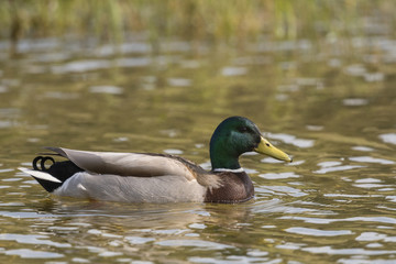 Canard colvert - Anas platyrhynchos - Mallard