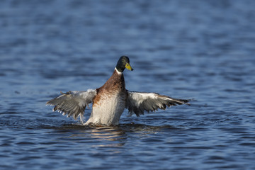Canard colvert (Anas platyrhynchos - Mallard) en train de battre des ailes.