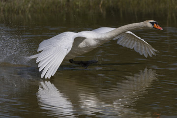 Cygne tubercul&eacute; - Cygnus olor - Mute Swan