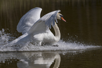 Cygne tuberculé - Cygnus olor - Mute Swan