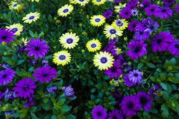 Daisy flowers