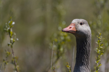 Oie cendrée - Anser anser - Greylag Goose