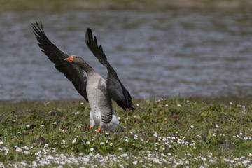 Oie cendrée - Anser anser - Greylag Goose