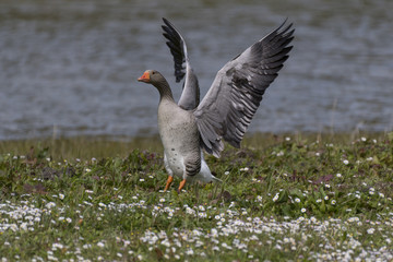 Oie cendrée - Anser anser - Greylag Goose