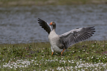 Oie cendrée - Anser anser - Greylag Goose