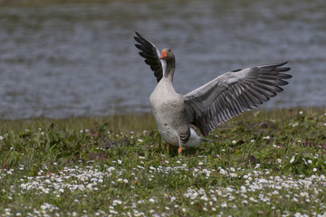 Oie cendrée - Anser anser - Greylag Goose