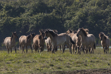 Chevaux Henson en Baie de Somme