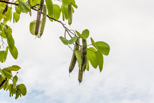 Tamarind tree and fruit.